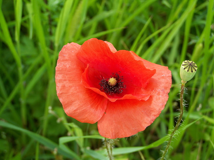 czerwonym makiem, Meadow kwiat, Natura