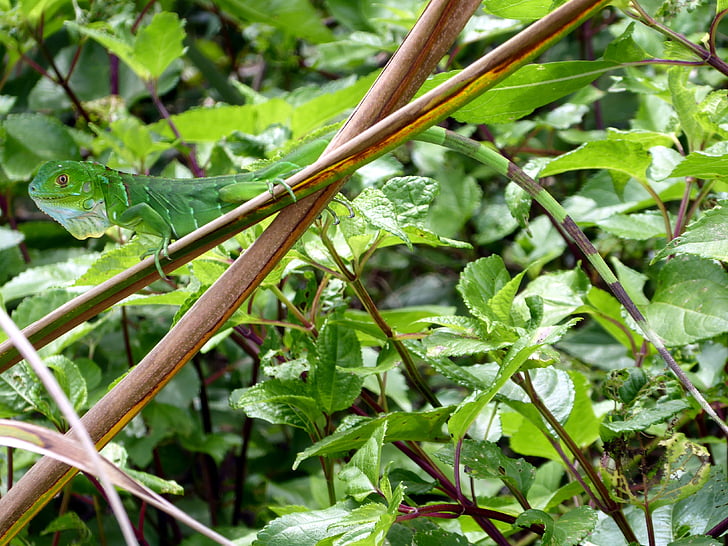 Iguana, unga, grön, Costa Rica, Cahuita