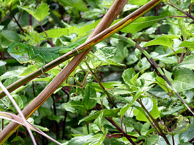 Iguana, jovem, verde, Costa Rica, Cahuita