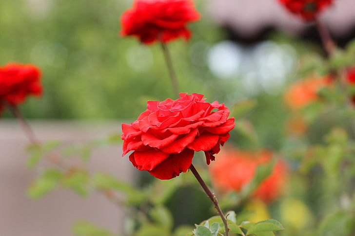 Rosa, rode rozen, Tuin