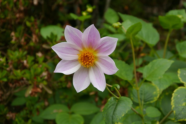 květ, květ, Bloom, Flora, Příroda, Zavřít