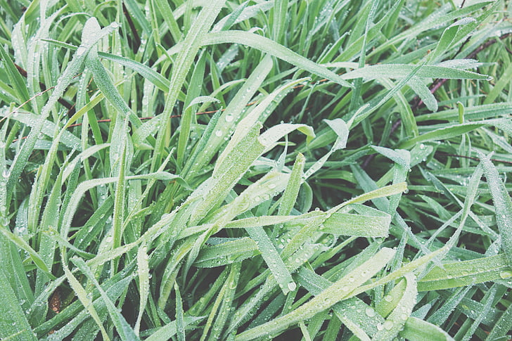 green, grass, nature