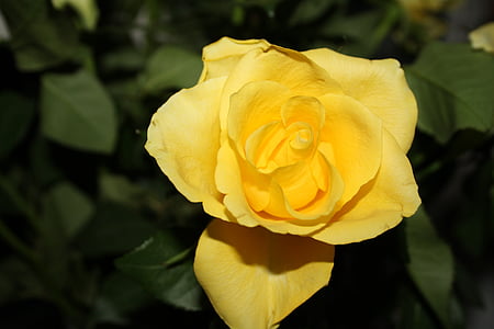 ruže, žltá, kvet, kvet, kvet, žlté ruže, ruža rozkvitá