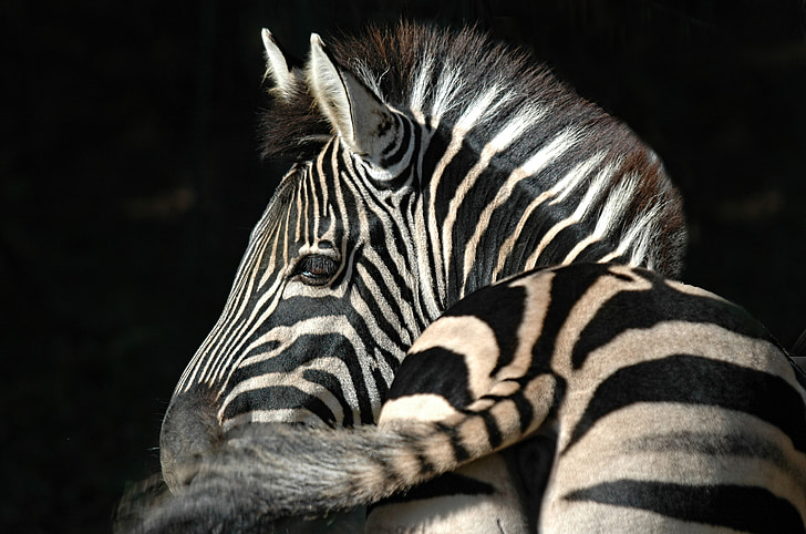 Zebra, listras, animal, ruminantes, Juba, listrado, vida selvagem
