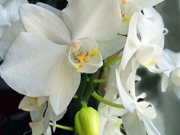orquídia, flors, flor, florit, blanc, tancar