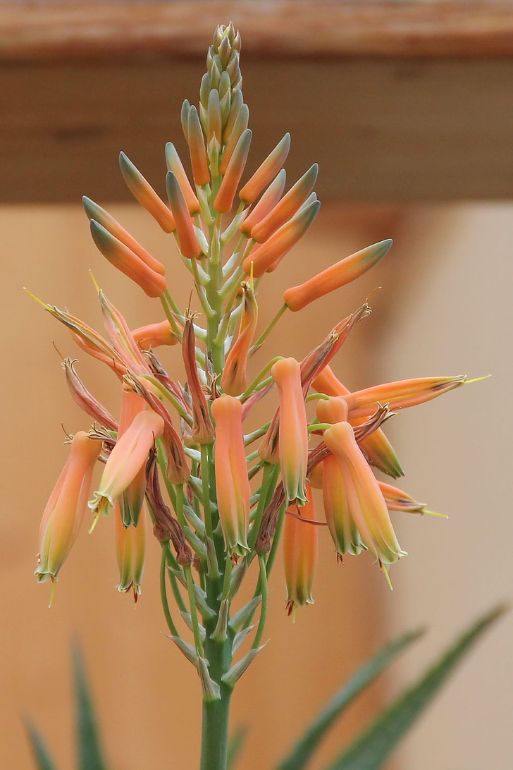 Aloe vera, flor, floración, familia de Asphodelus