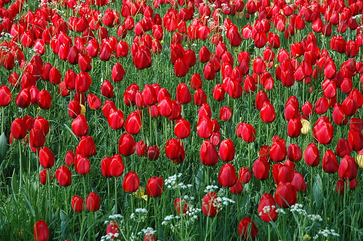 bunga pulau mainau, laut bunga, Tulip bidang, warna-warna cerah, tulpenbluete, Tulip, merah