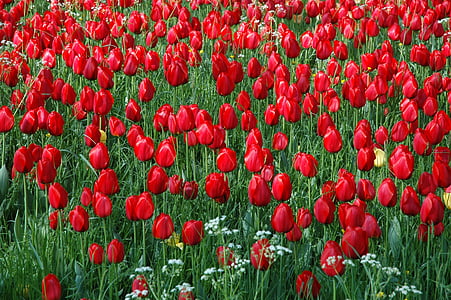 flors illa mainau, Mar de flors, camp de tulipa, colors vius, tulpenbluete, tulipes, vermell