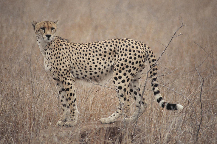 guepardo, Sudáfrica, Safari, salvaje