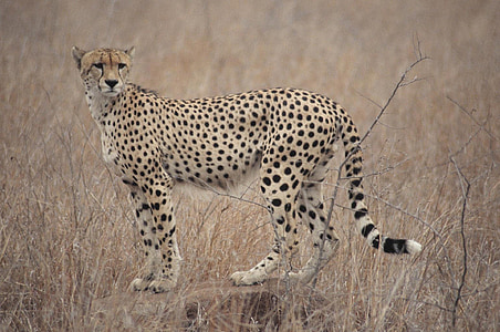 Gepard, Südafrika, Safari, Wild