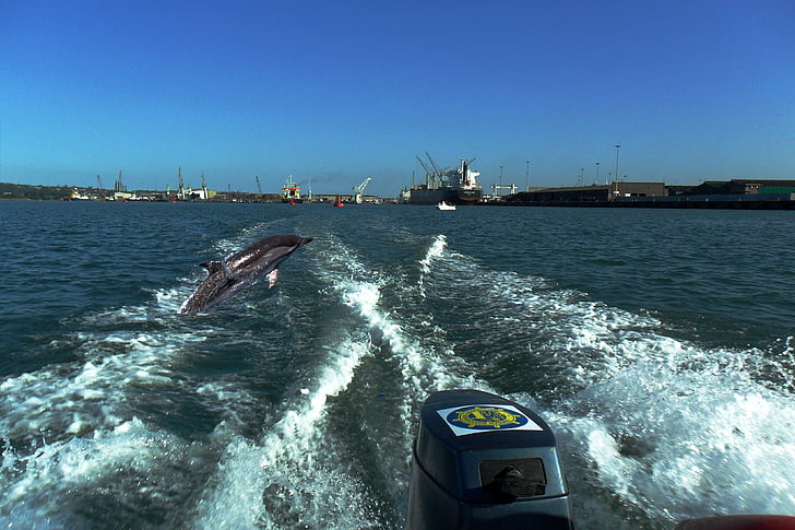 delfinek, Durban, tenger