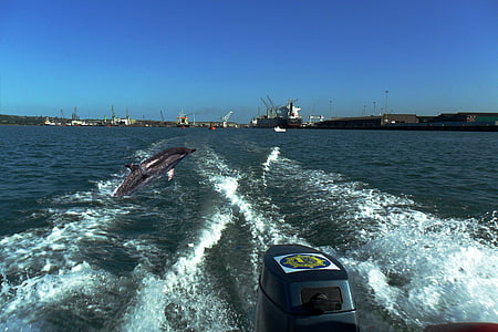 dauphins, Durban, mer