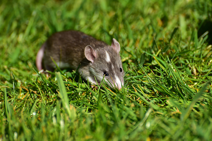 Rat, baby, baby ratten, kleine, schattig, Sweet, behoeftige