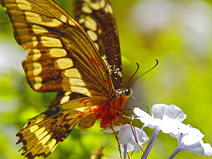 kupu-kupu, nektar, kelebihan beban, bunga, mengumpulkan nektar, serangga, serbuk sari