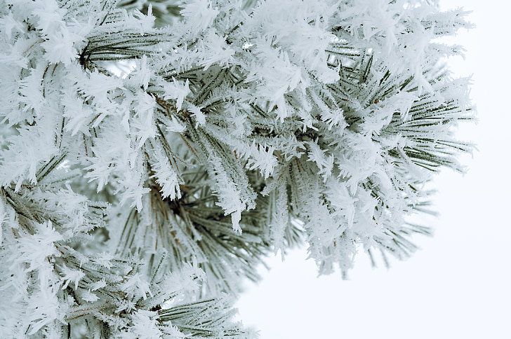 snow, christmas, holiday, frost, christmas tree, background, shiny