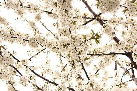 Cherry, blommor, vit, blomma, naturen, våren, Bloom