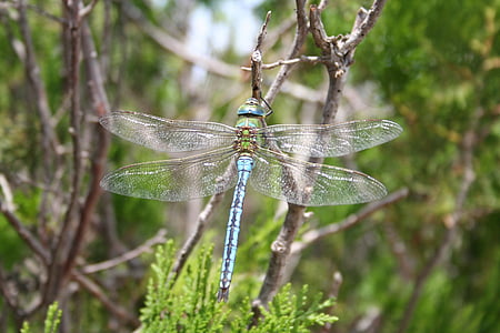 Dragonfly, insect, Toverstaf dragonfly, sluiten, vleugel, vlucht insect, macro