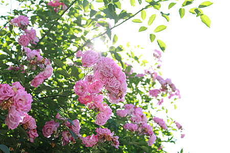 花, 植物, 阳光, 照射, 新鲜, 美丽, tengman