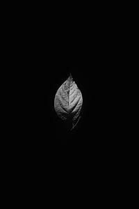 leaves, plant, nature, veins, black and white, monochrome, dark