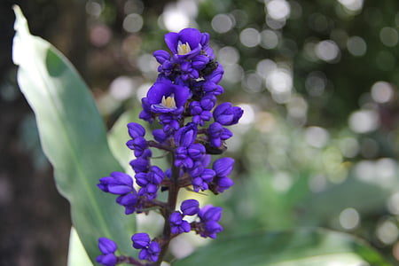 flower, purple flower, hawaiian flower, hawaiian flora, hawaii, tropical, purple