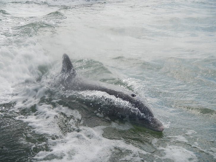 Dolphin, Florida, nisäkäs, Ocean, Flipper, Marine, Sea