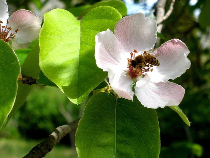 abeja, avispa, abejorro, flor, árbol de manzana, naturaleza, rama
