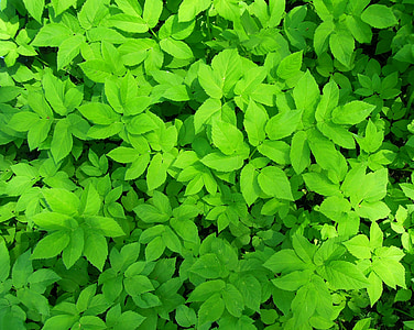 herba, verd, herba verda, verds, brillant, l'estiu, fulles
