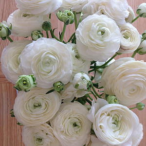 ranuncoli, fiori, fiori bianchi, bouquet