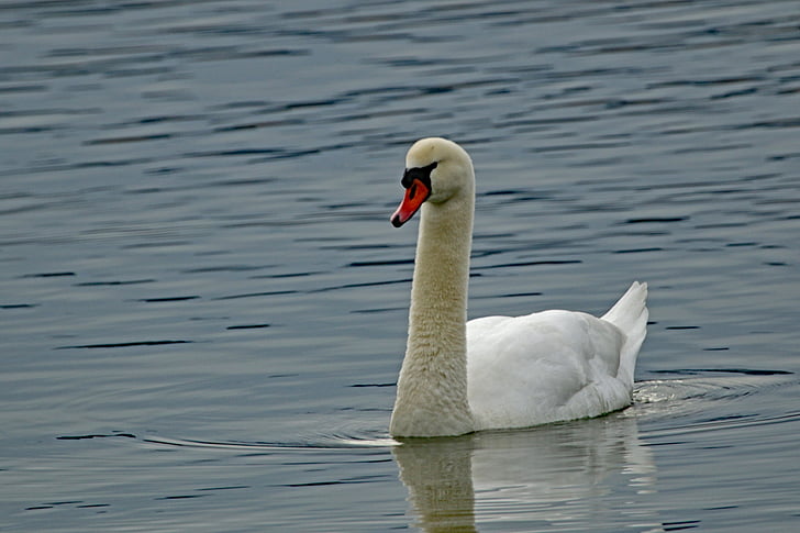 swan, water, lake, feather, bird, plumage, animal world