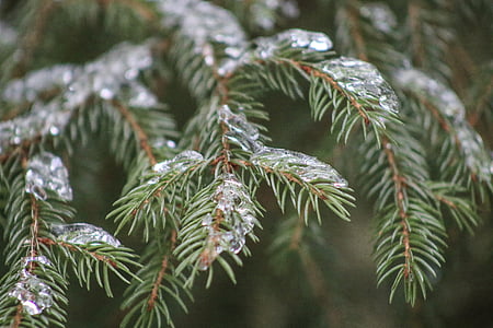 snow, trees, winter, outside, ice, pines, frost