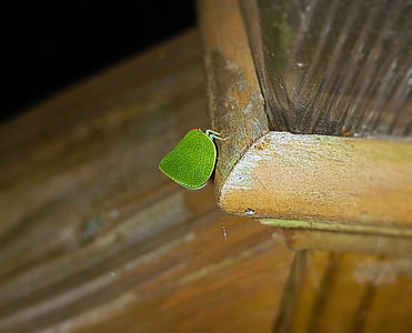 leaf insect, walking leaf, bug, phylliidae, camouflage, insect, nature