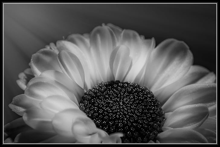 flower, blossom, bloom, plant, close, black and white