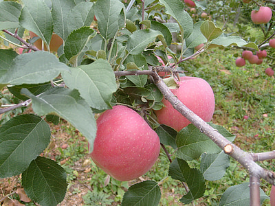 Apple, Huerta, otoño, alimentos, agricultura, fruta, naturaleza