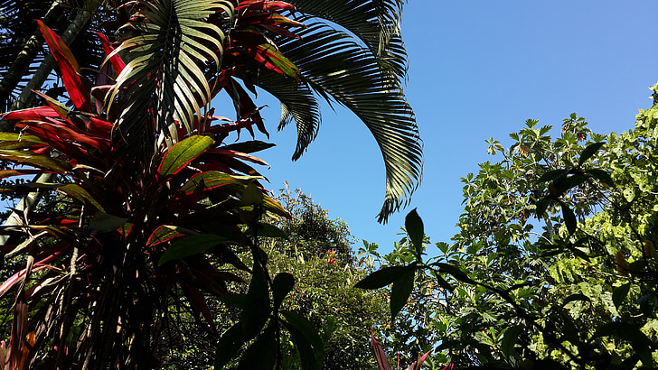 palme, albero, cielo, paesaggio, natura, foglia, estate