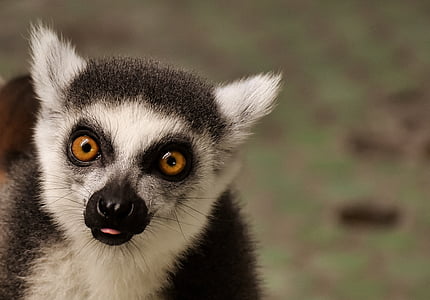 aap, Lemur, schattig, eten, dierentuin, äffchen, Sweet