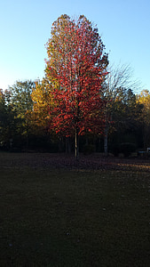 Outono, colorido, laranja, vermelho, árvore, vibrante, natureza