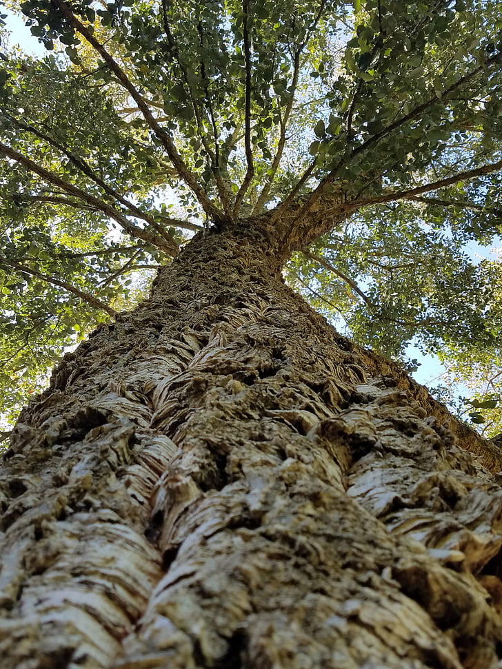 Cork, träd, bark, konsistens, naturen, trä, flaska