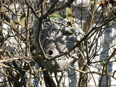 paberi herilane, vespidae, herilane 's nest, Hornet, Moneymore, Ontario, Kanada