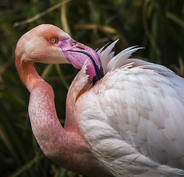 Flamingó, egzotikus, madár, Bill, Tollazata, rózsaszín, rózsaszín