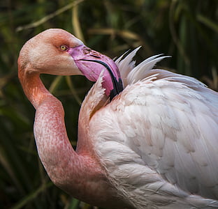Фламинго, екзотични, птица, бил, перушина, розово, розов цвят