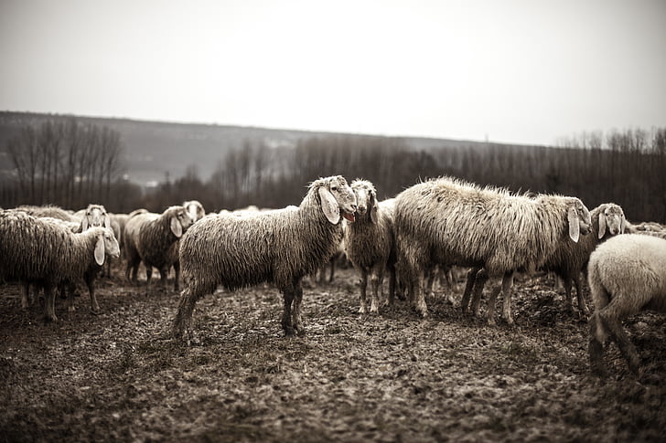 ovce, zvieratá, Flock, stádo, poľnohospodárstvo, farma, vidieka