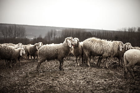 fåren, djur, flock, besättning, jordbruk, gård, landsbygdens