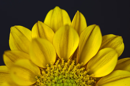 cvijet, priroda, cvijeće, Žuti cvijet, biljka, žuta, latica