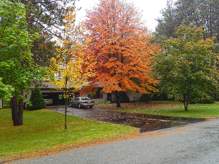 caída, patio delantero, naranja, amarillo, follaje, hojas, entrada de auto