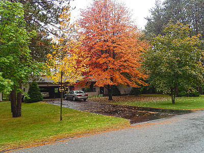 Есен, предния двор, Ориндж, жълто, зеленина, листа, алеята