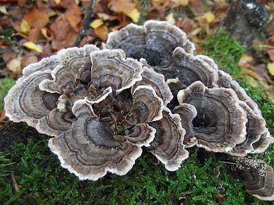 autumn, mushroom, tree fungus, nature