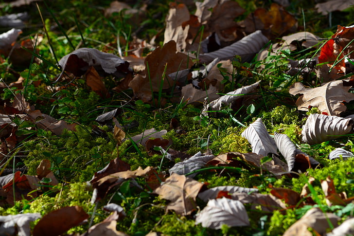 muschio, foglie, prato, natura, pavimento della foresta, autunno