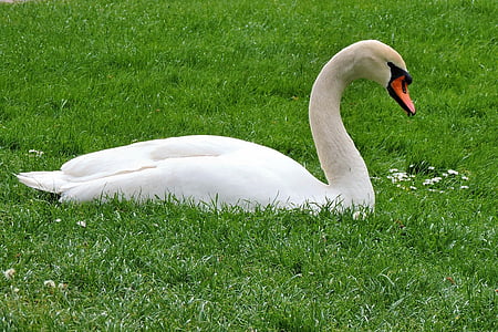 mute swan, swan, meadow, bird, water bird, white