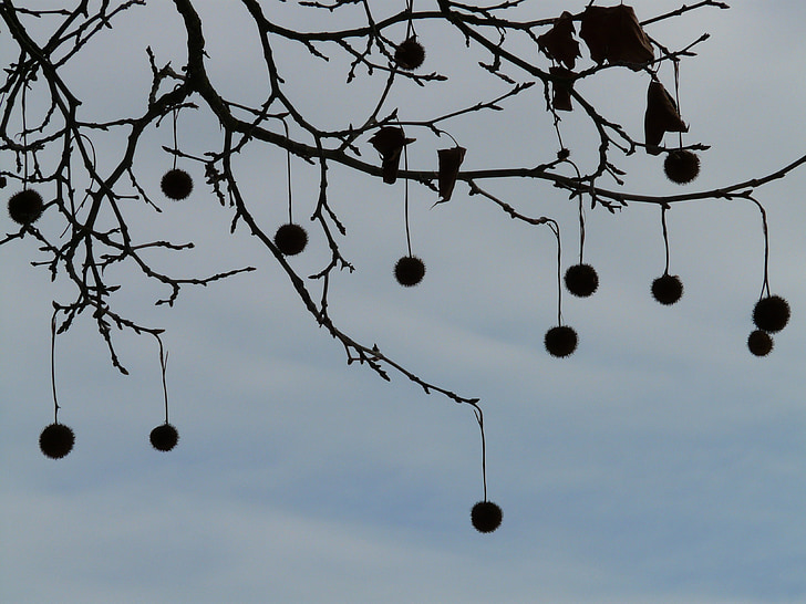 seeds, tree, plane, fruits, branch, branches