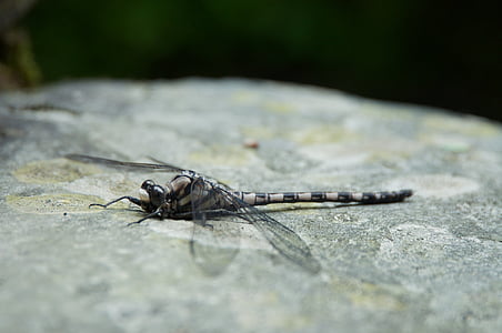 gray, dragonfly, rock, insect, animal, nature, wildlife
